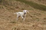 DOGUE ARGENTIN 217